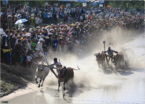 Course de bœufs des Khmers : une fête unique