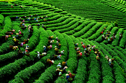 Tận hưởng hương trà trên cao nguyên Lâm Đồng