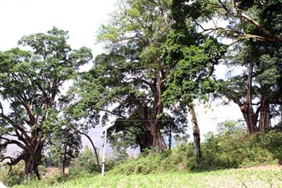 Des banians à Ha Giang reconnus arbres patrimoniaux