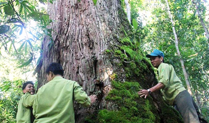 Hơn 700 cây pơ mu nguyên sinh ở Quảng Nam được công nhận “Cây Di sản”
