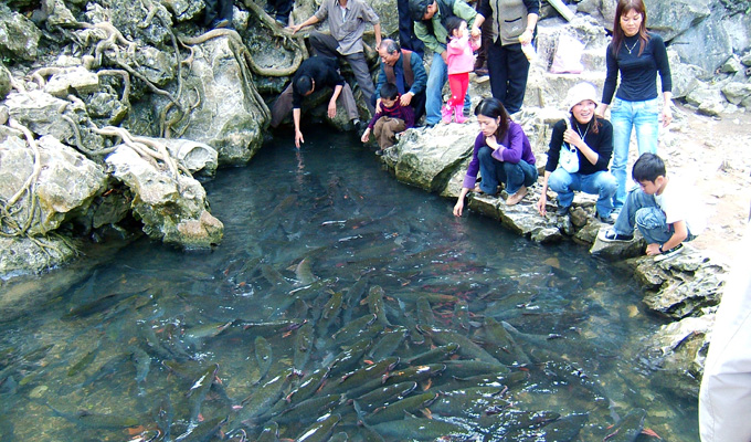 Thanh Hoa et son ruisseau de «poissons légendaires»