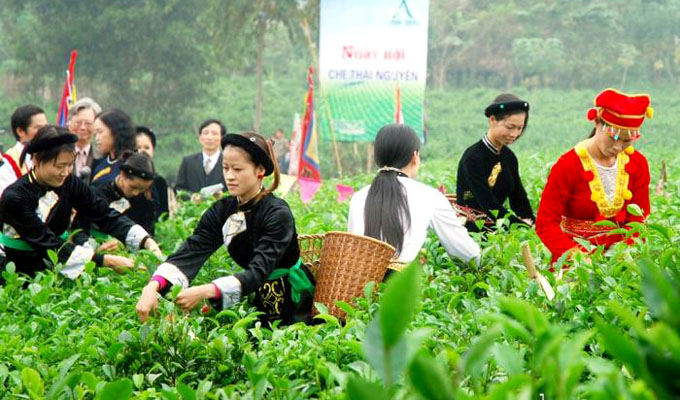 Le Festival du thé de Dai Tu déploie ses essences et saveurs