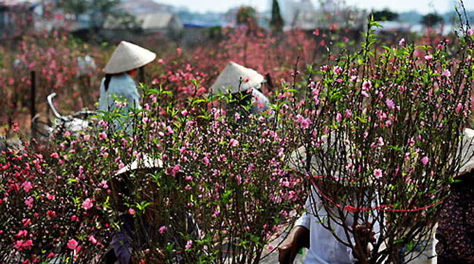 6 chợ hoa Tết nổi tiếng của Hà Nội