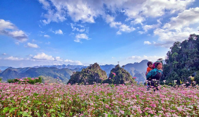 Hà Giang, la prairie en fleurs de sarrasin