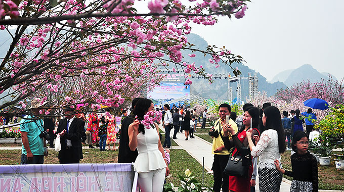 Lễ hội Hoa Anh đào – Mai vàng Yên Tử, Hạ Long 2016 đón khoảng 70.000 lượt khách đến thưởng ngoạn