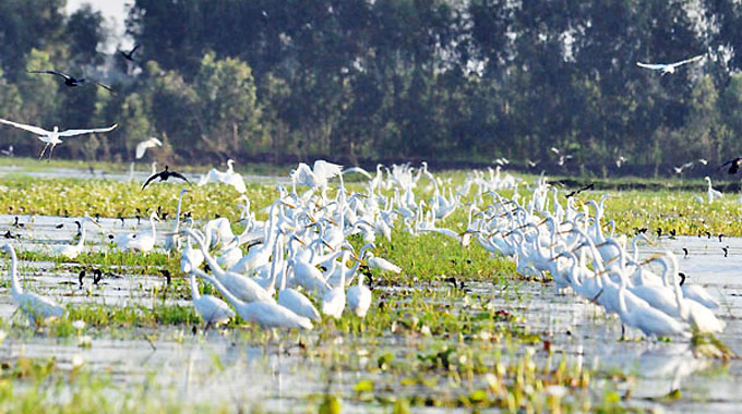 La Réserve de Lang Sen, 7e site Ramsar du Viet Nam