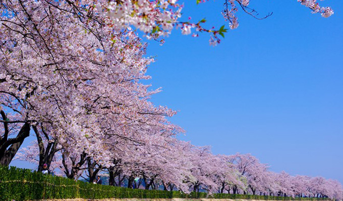 Des cerisiers pour resserrer l’amitié Viet Nam-Japon