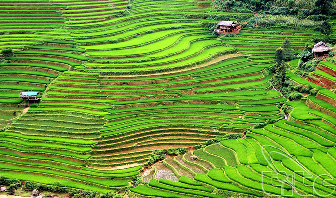 Semaine culturelle et touristique du Site pittoresque national des rizières en terrasse de Mu Cang Chai 