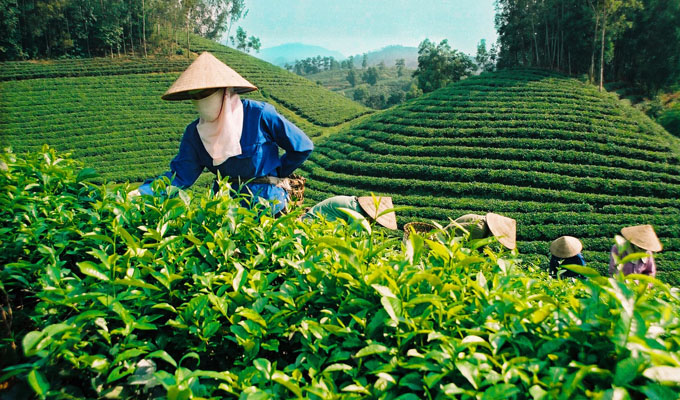 Lâm Dông : la Semaine culturelle du thé et de la soie 2017 se tiendra en décembre prochain