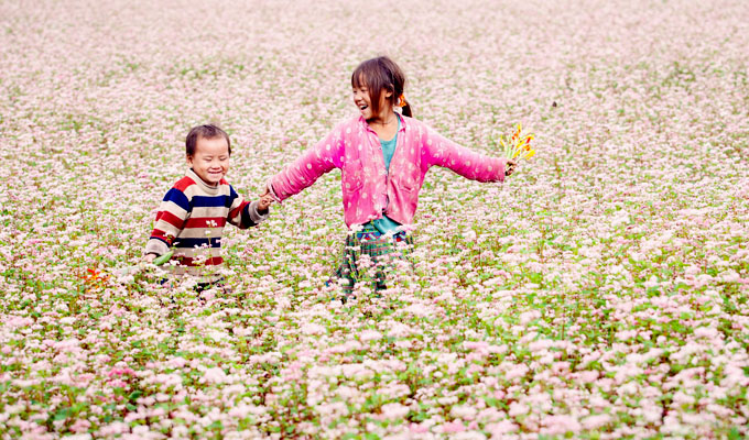 Ha Giang: bientôt la 3e édition de la Fête des fleurs de sarrasin