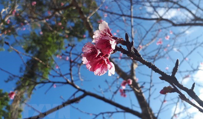 Plantation de 200 cerisiers japonais dans un parc de Bac Ninh