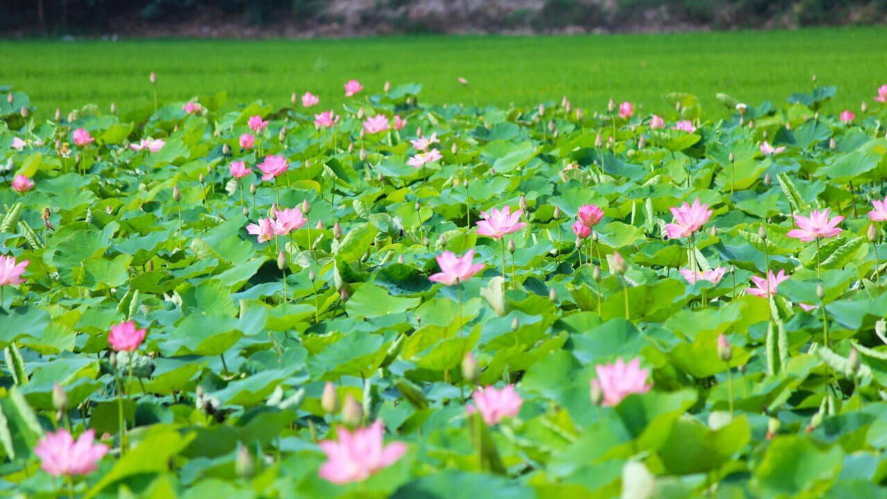 Dông Thap : la Fête des fleurs de lotus 2018