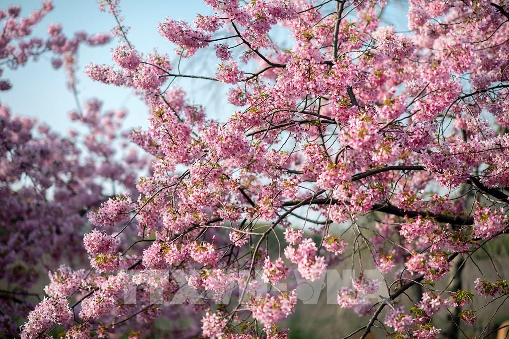 Hàn Quốc hủy lễ hội hoa anh đào