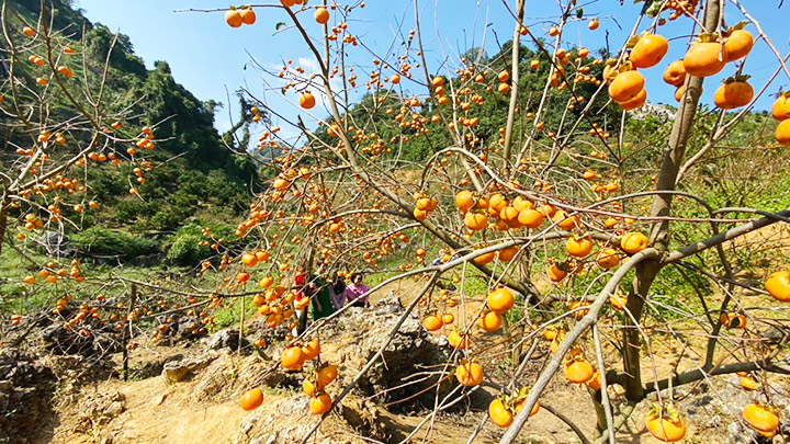 Sơn La: Mộc Châu mùa hồng chín