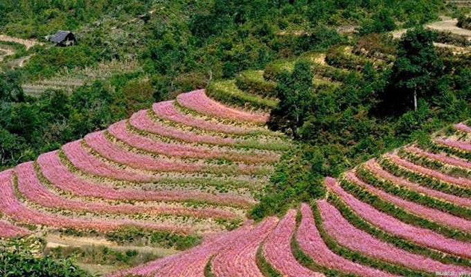 Ha Giang prête pour la 2e fête des fleurs de sarrasin
