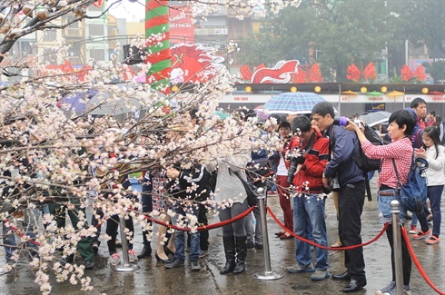 Hanoi : la fête des cerisiers en fleurs accueille de nombreux visiteurs