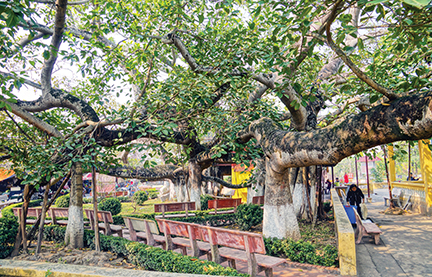 Un banian de 13 racines reconnu arbre de l'héritage
