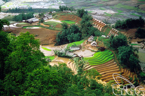 Lao Cai: Les rizières en terrasses attirent les visiteurs 