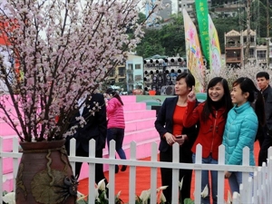Quang Ninh : fête de la cerise prévue à la mi-mars à Ha Long