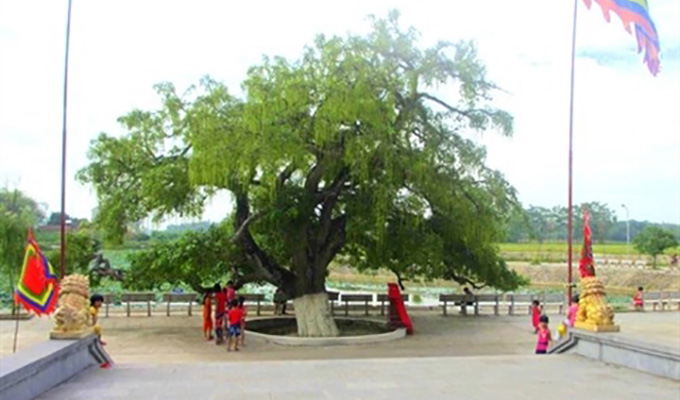 Vinh Phuc: un barringtonia de 600 ans reconnu "arbre patrimonial national"