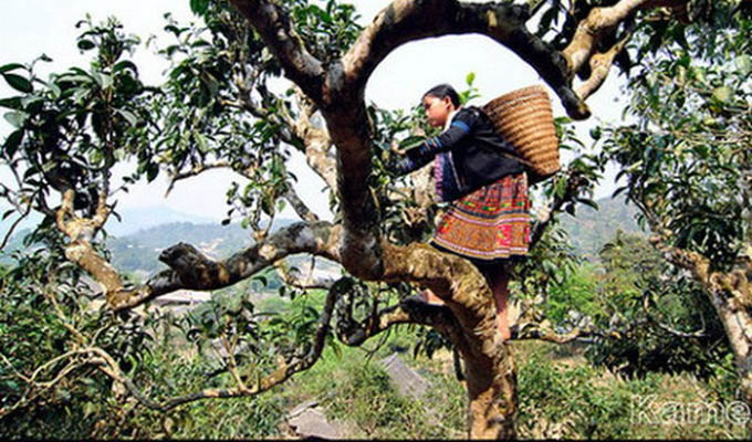 Yên Bai: 400 théiers séculaires Shan reconnus "Arbre patrimonial du Viet Nam"