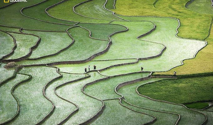 Une photo sur les rizières en terrasses dans le top 10 d’un concours international