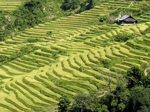 Ouverture de la Semaine des rizières en terrasses de Mu Cang Chai
