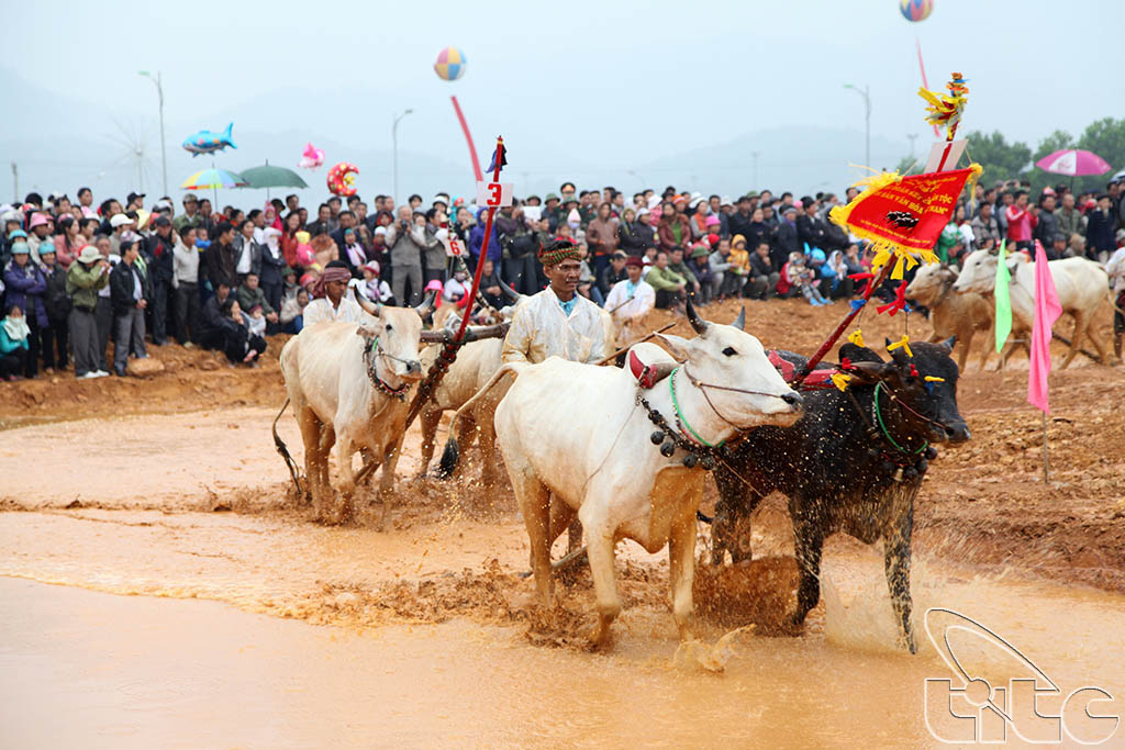 Reproduction de la Course de bœufs Bay Nui (An Giang) au Village de la Culture et du Tourisme des Ethnies du Viet Nam