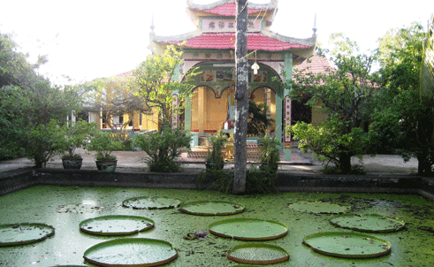 Les lotus-roi de la pagode Phuoc Kiên