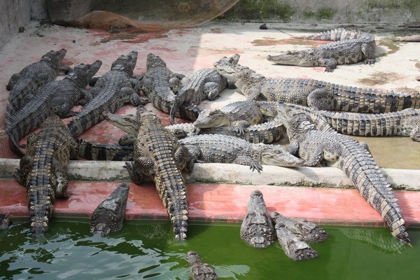 Cân Tho développe l’élevage de crocodiles en association avec le tourisme