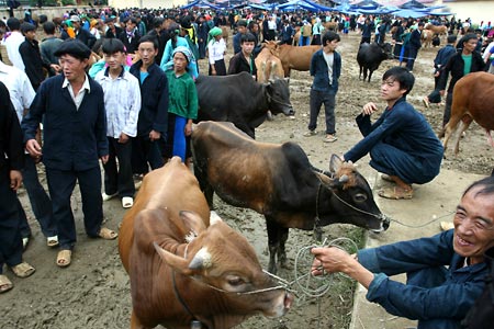 Hà Giang : découverte du marché forain aux boeufs de Meo Vac