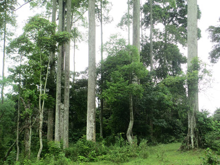 Des arbres cho chi à Ha Giang reconnus patrimoine national