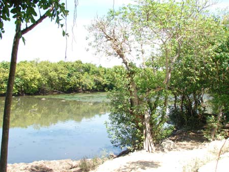 Thua Thiên-Huê : découvrir la mangrove Ru Cha avec Abalone Resort & Spa 