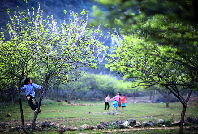 La saison de floraison revient sur le haut plateau de Môc Châu