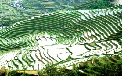 Les rizières en terrasses, paysage typique de Sa Pa