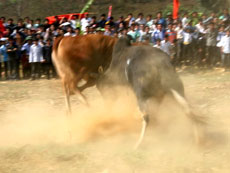 Độc đáo lễ hội chọi bò U Pác Miều tại Cao Bằng 